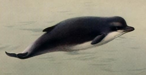 Artist rendering of a small whale
